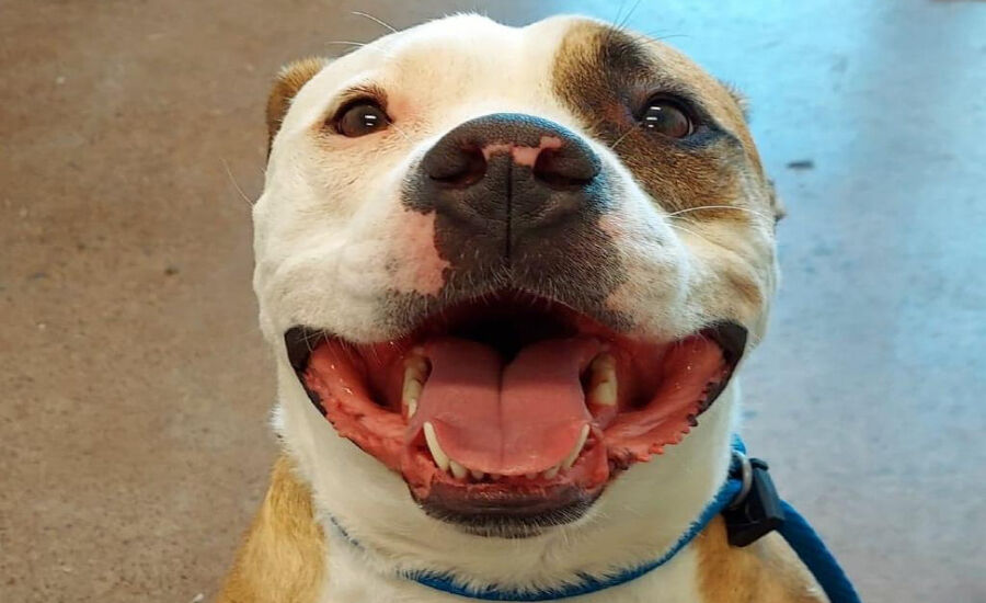 PAUL'S PETS: 'Pepper' the dog up for adoption at Human Educational Society in Chattanooga